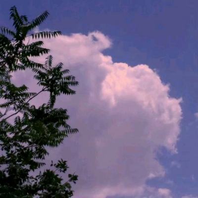 安锋助手app下载